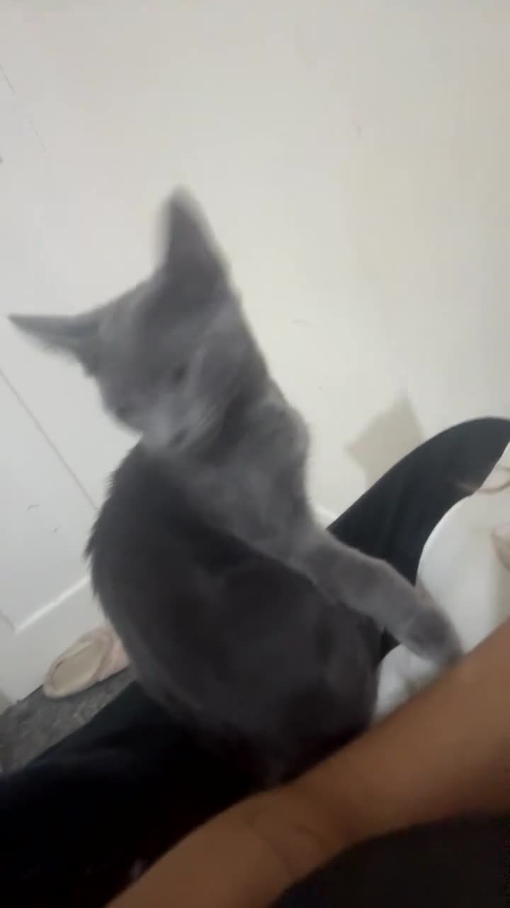 Russian Blue cats for sale: Female  - Video 2