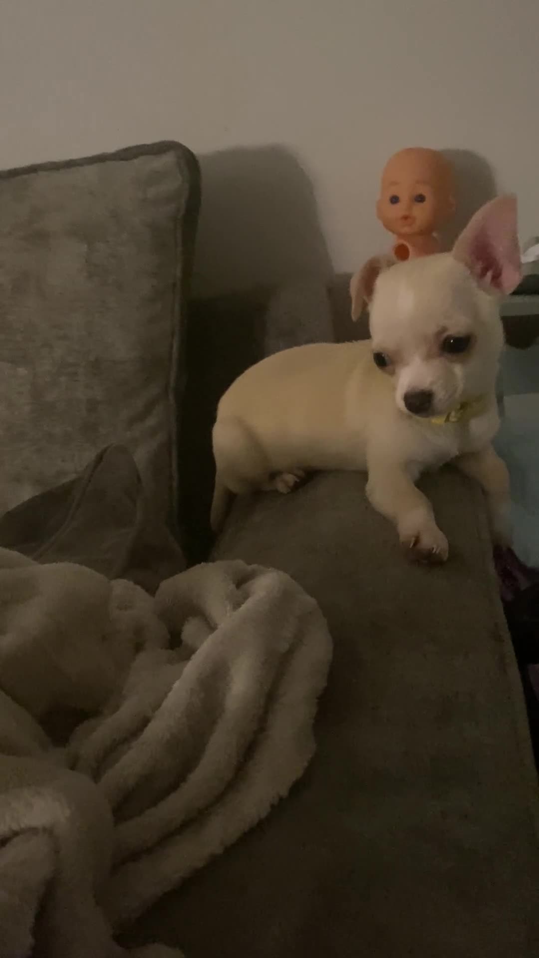 Chihuahua dogs for sale: CHIHUAHUA PUPPIES 2 BOYS 2 GIRLS READY TO LEAVE - Video 1