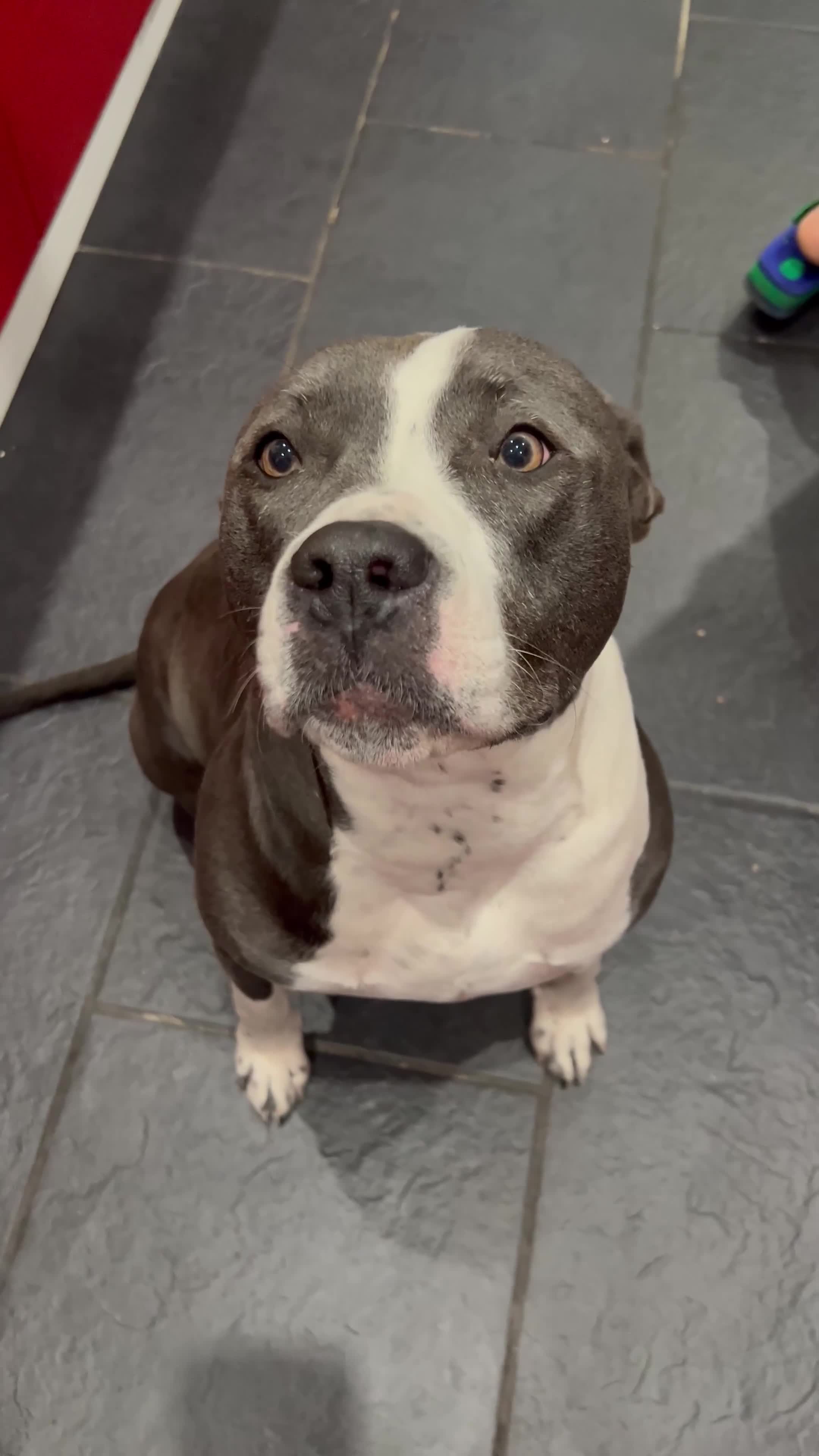 Mixed Breed dogs for sale: Mixed breed staffy for sale  - Video 1