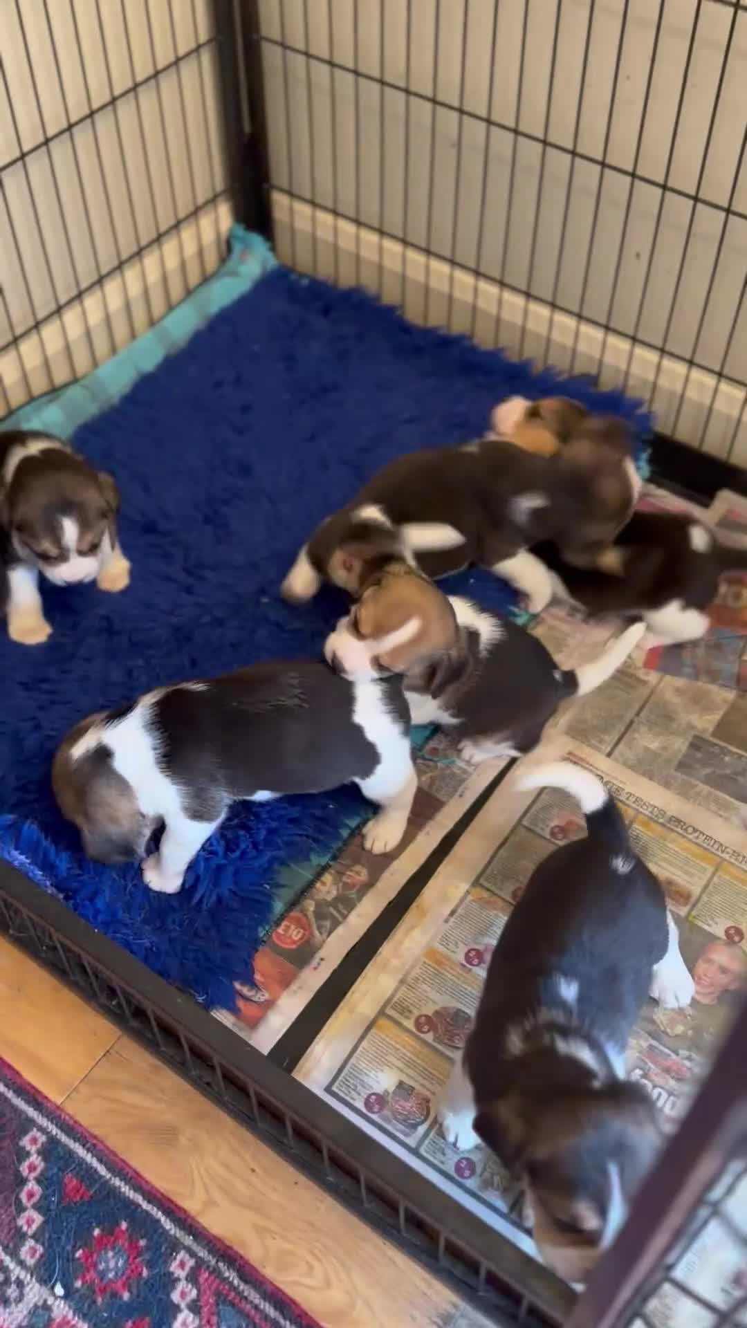 Beagle dogs for sale: BEAUTIFUL PEDIGREE BEAGLE PUPS - Video 1
