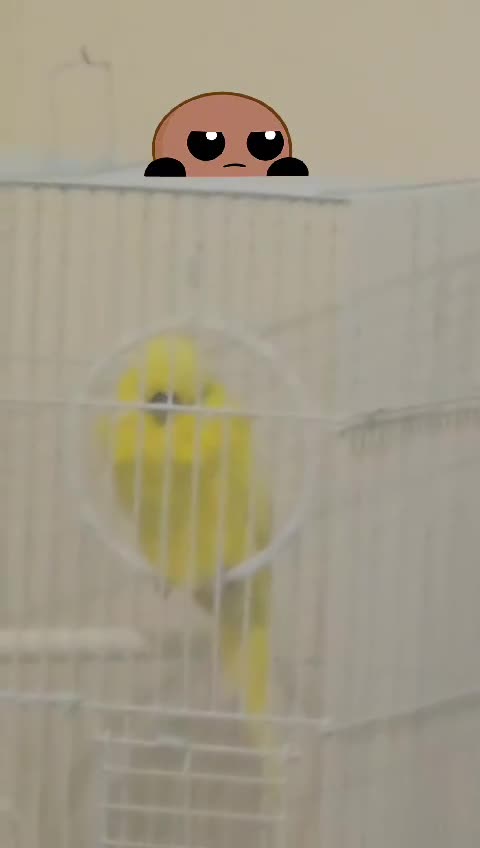 Cockatiels birds for sale: Tamed exhibation rare colour budgies - Video 4
