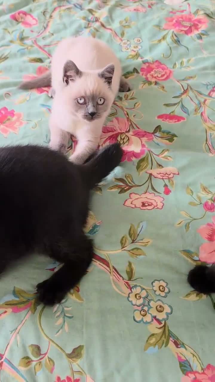 British Shorthair cats for sale: British shorthair kittens from 2 litter - Video 2
