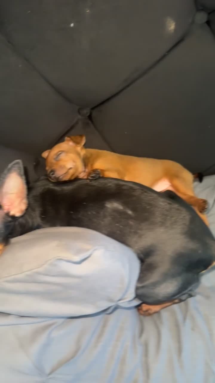 Miniature Pinscher dogs for sale: Miniature pinschers puppies  - Video 1