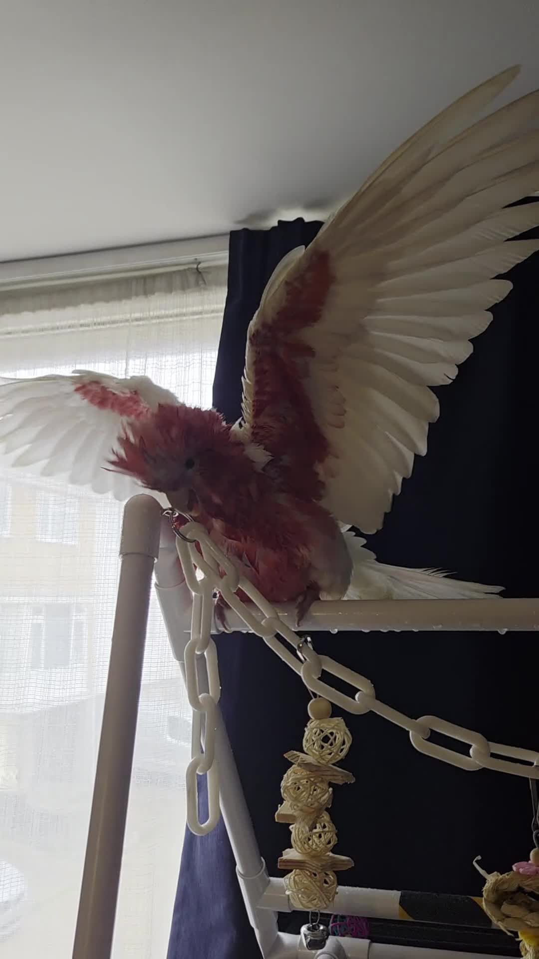 Cockatoo birds for sale: Silly Tame Hand Reared Lutino Galah  - Video 3