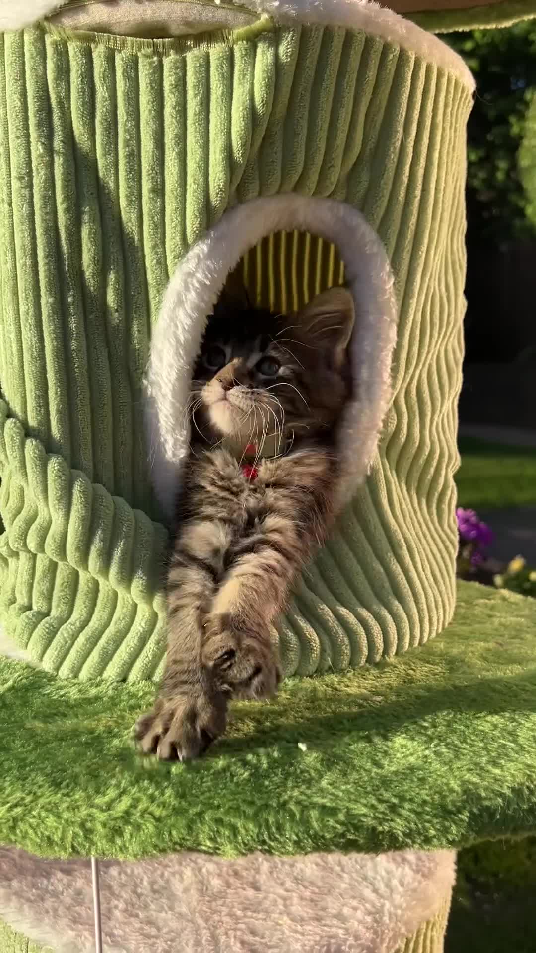 Maine Coon cats for sale: ❤️Maine Coon Girls     Excellent Bloodlines❤️ - Video 4