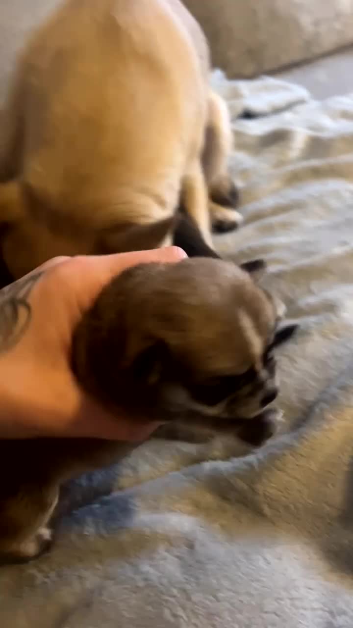 Chihuahua dogs for sale: Puppys - Video 1
