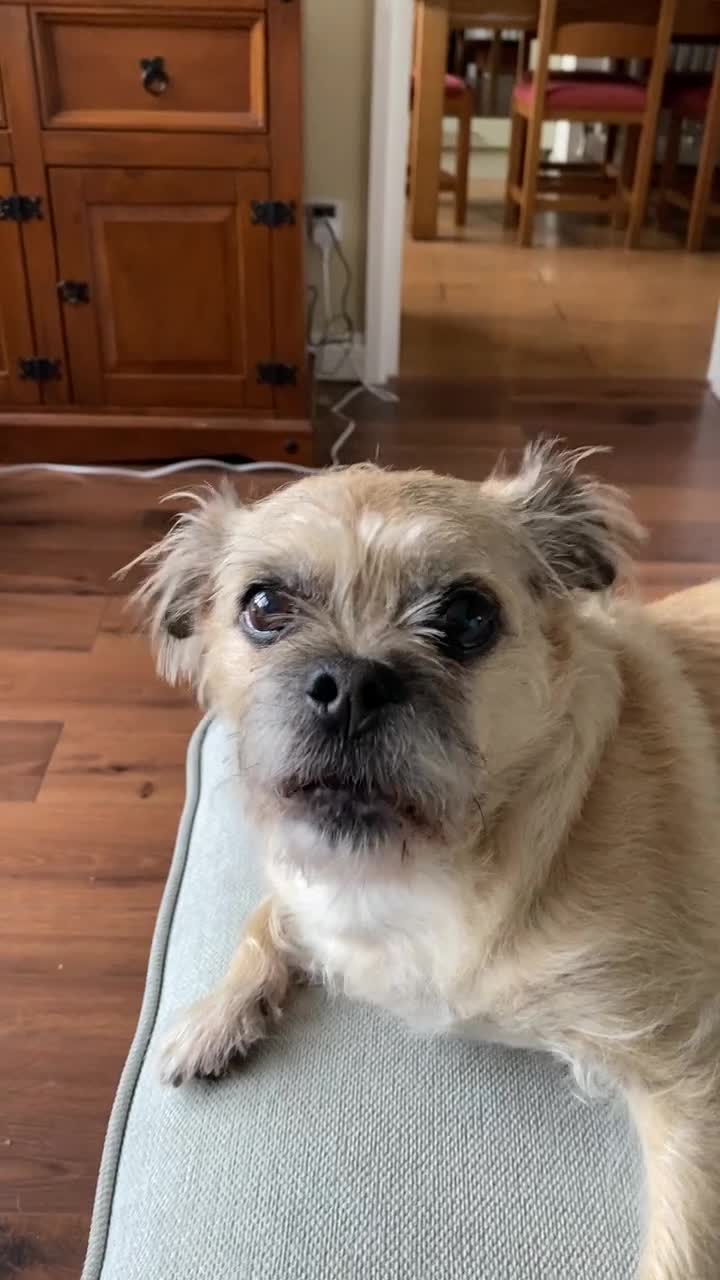 Mixed Breed dogs for sale: WANTED....WANTED FEMALE PUG X MALTESE - Video 1