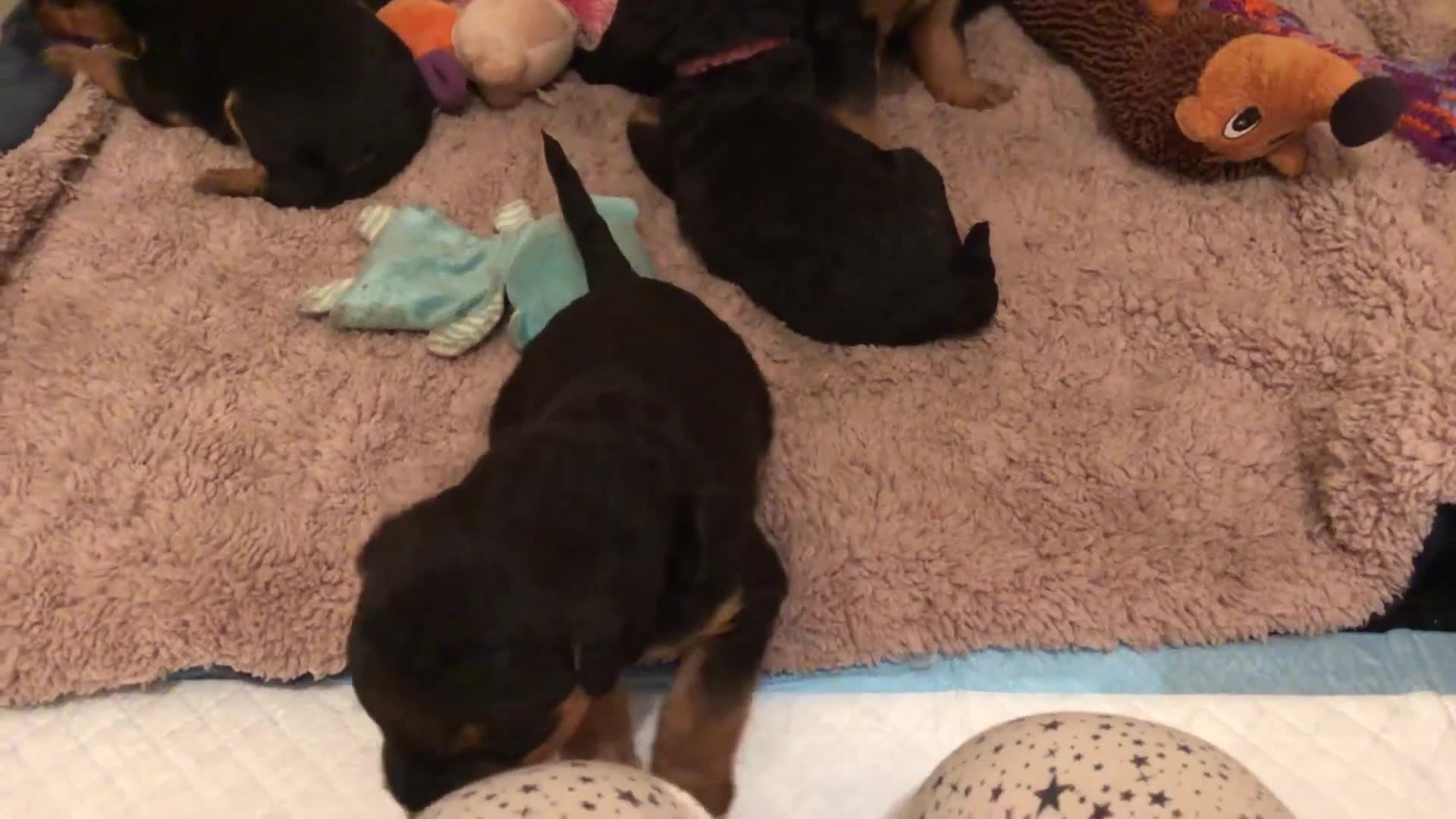 Airedale Terrier dogs for stud: Proven KC Airedale Stud (Drusus Rubeus)  in Oldham - Video 1