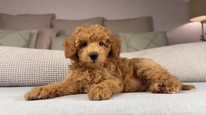 Maltipoo dogs for sale: GORGEOUS MALTIPOOS. BOYS ONLY - Video 1