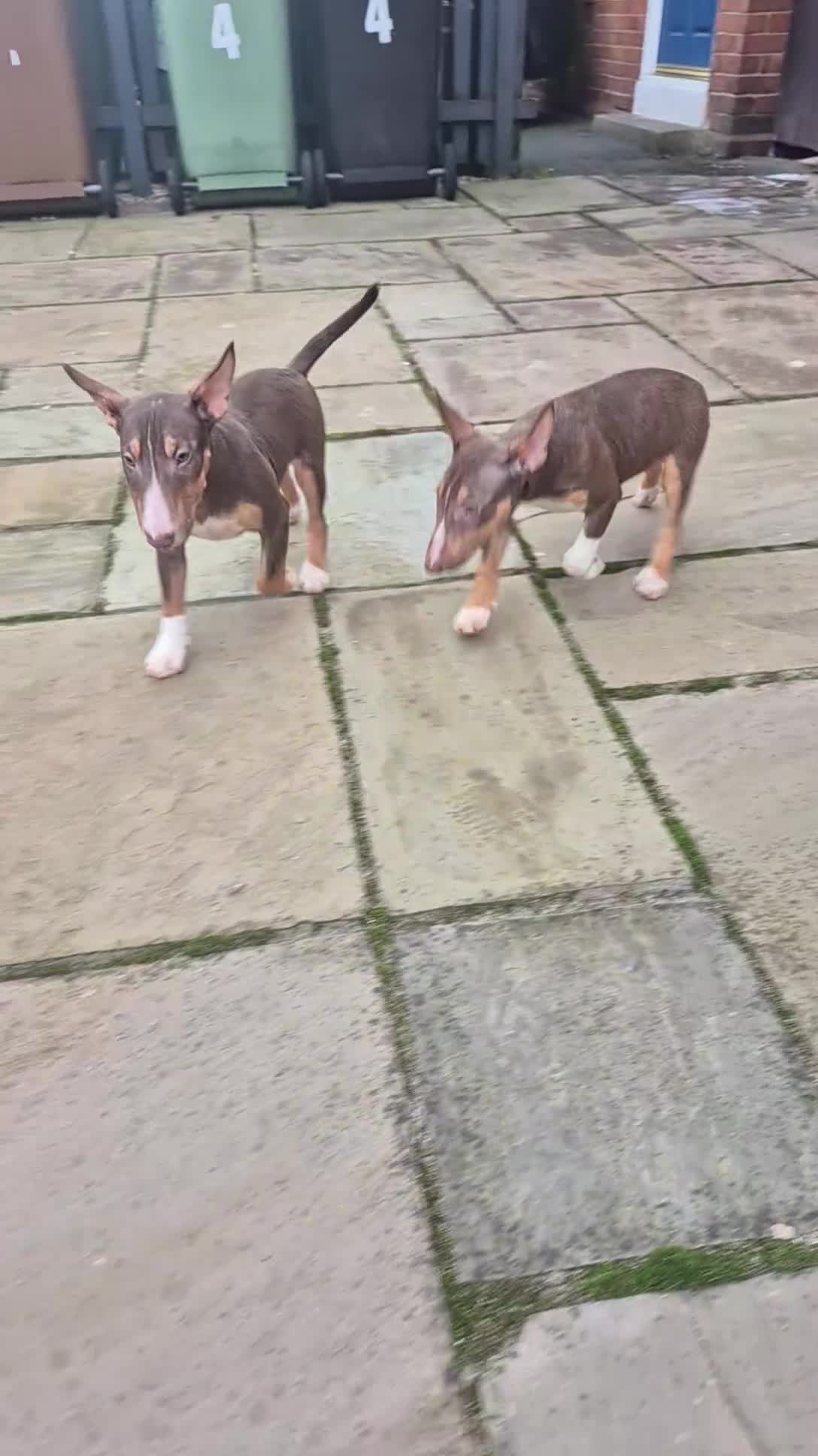 Miniature Bull terrier dogs for sale: REDUCED Exclusive Miniature Bull Terrier Pups  - Video 1