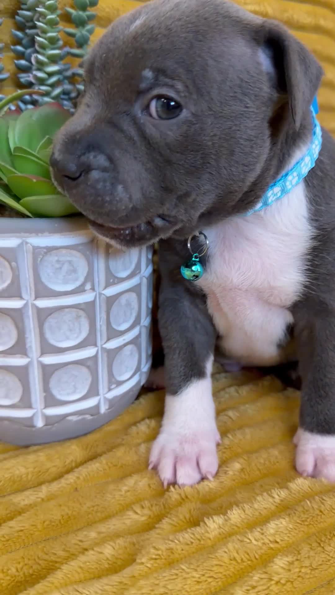 Staffordshire Bull Terrier dogs for sale: KC Blue Staffordshire bull terrier puppies  - Video 4