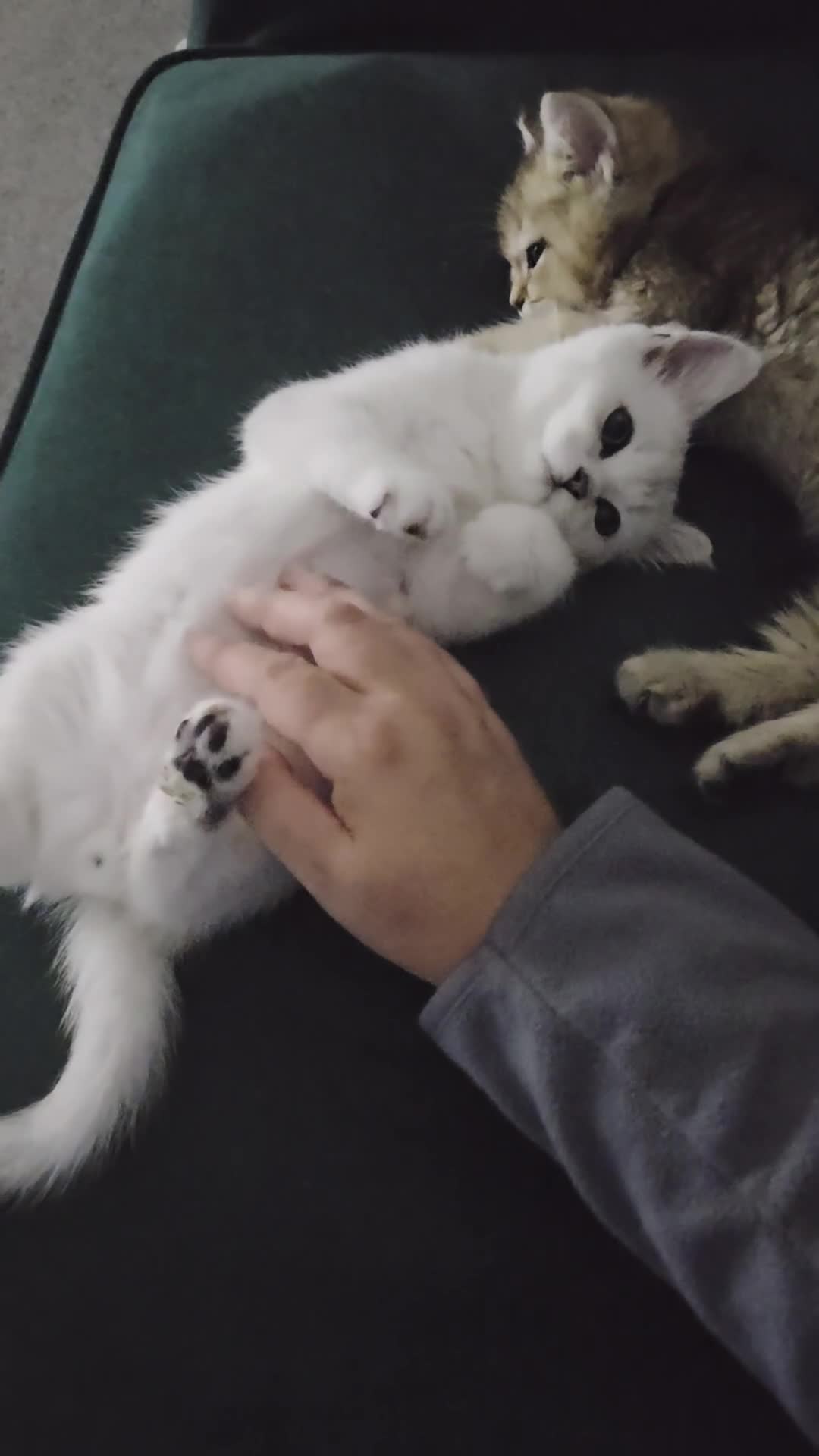 British Shorthair cats for sale: Beautiful 5 kittens  - Video 4