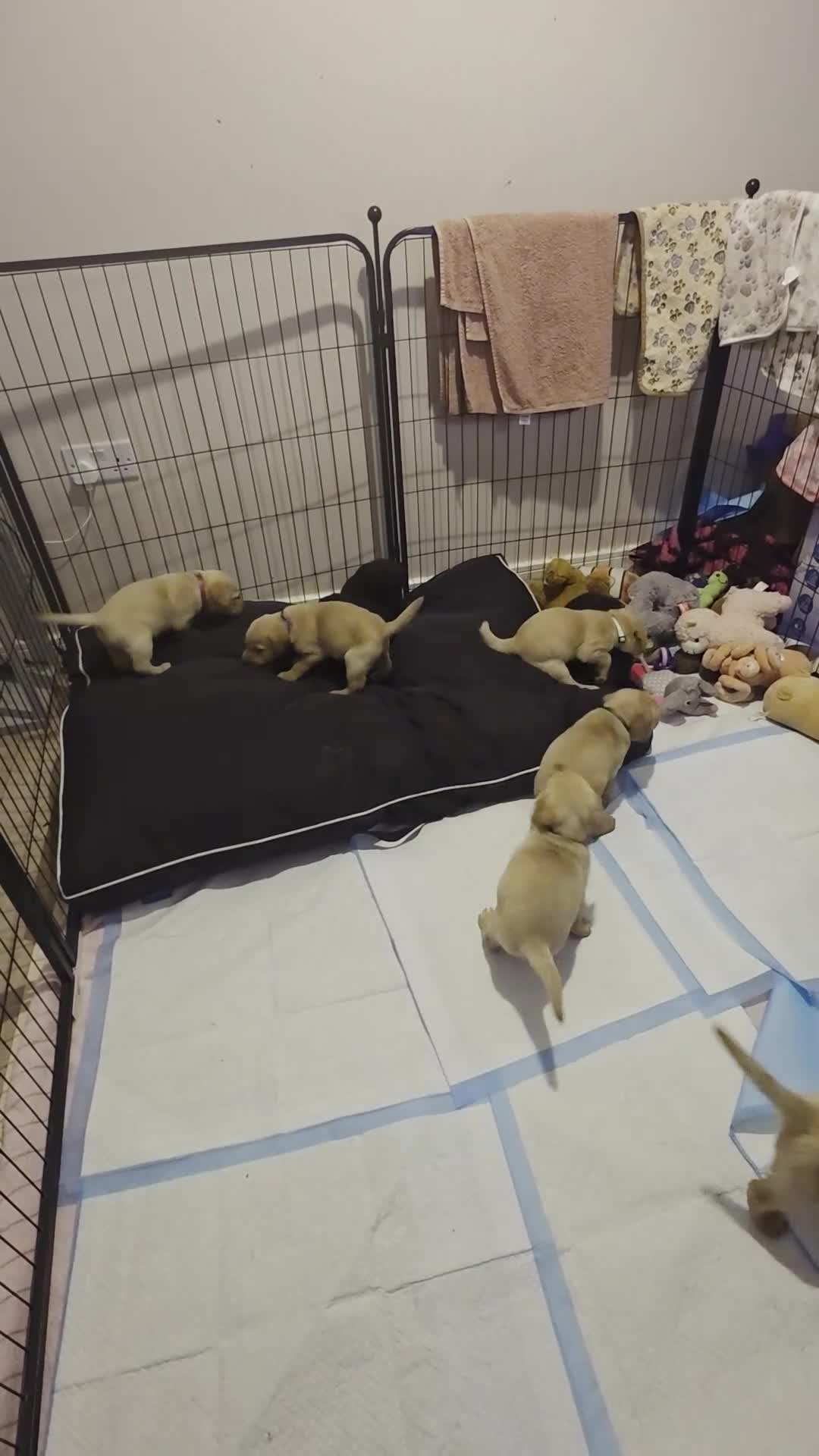Labrador Retriever dogs for sale: Beautiful labrador puppies  - Video 2