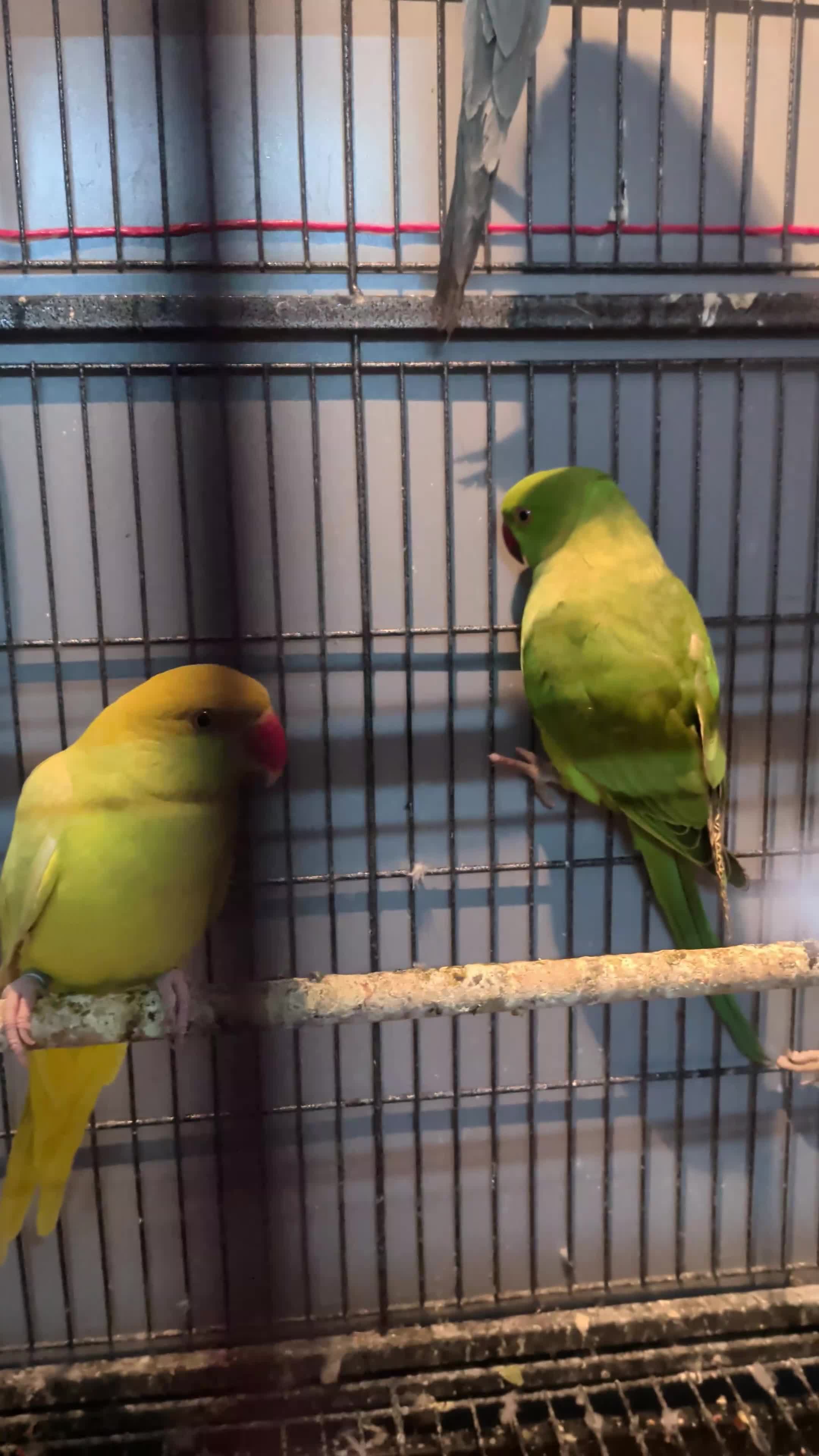 Ringnecks birds for sale: Ringneck Parrots Available!🦜🐦 - Video 2