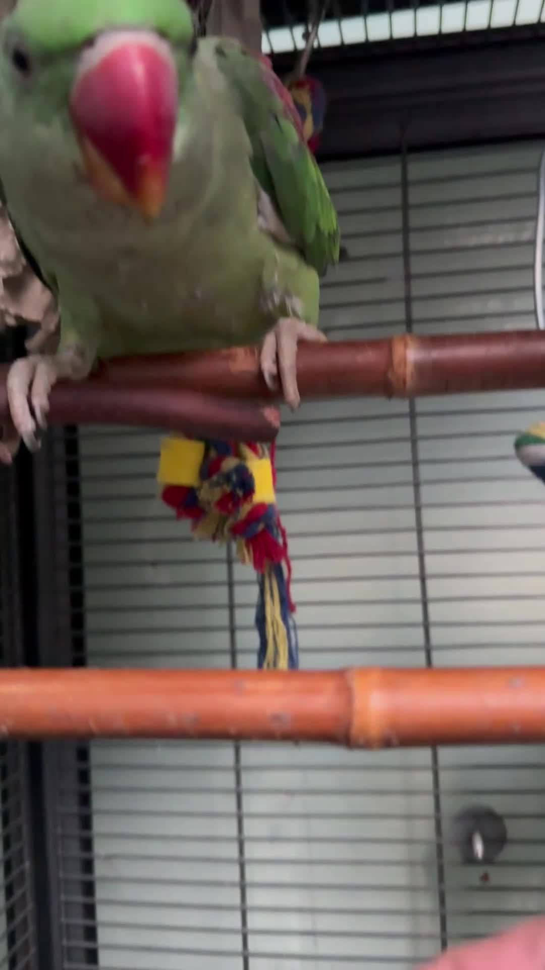 Parrots birds for sale: Alexandrine Parrot 1 year old in London - Video 2