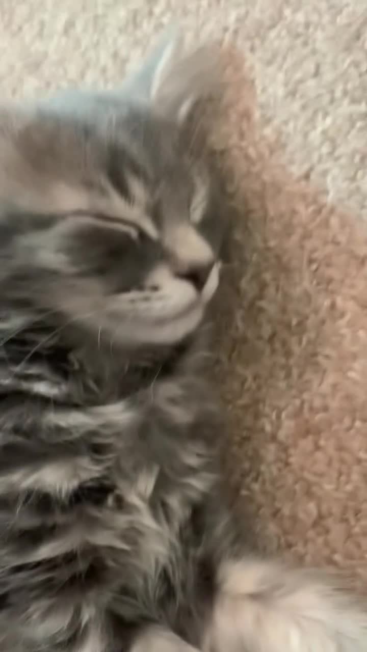 British Longhair cats for sale: Last 2 little boys  - Video 1