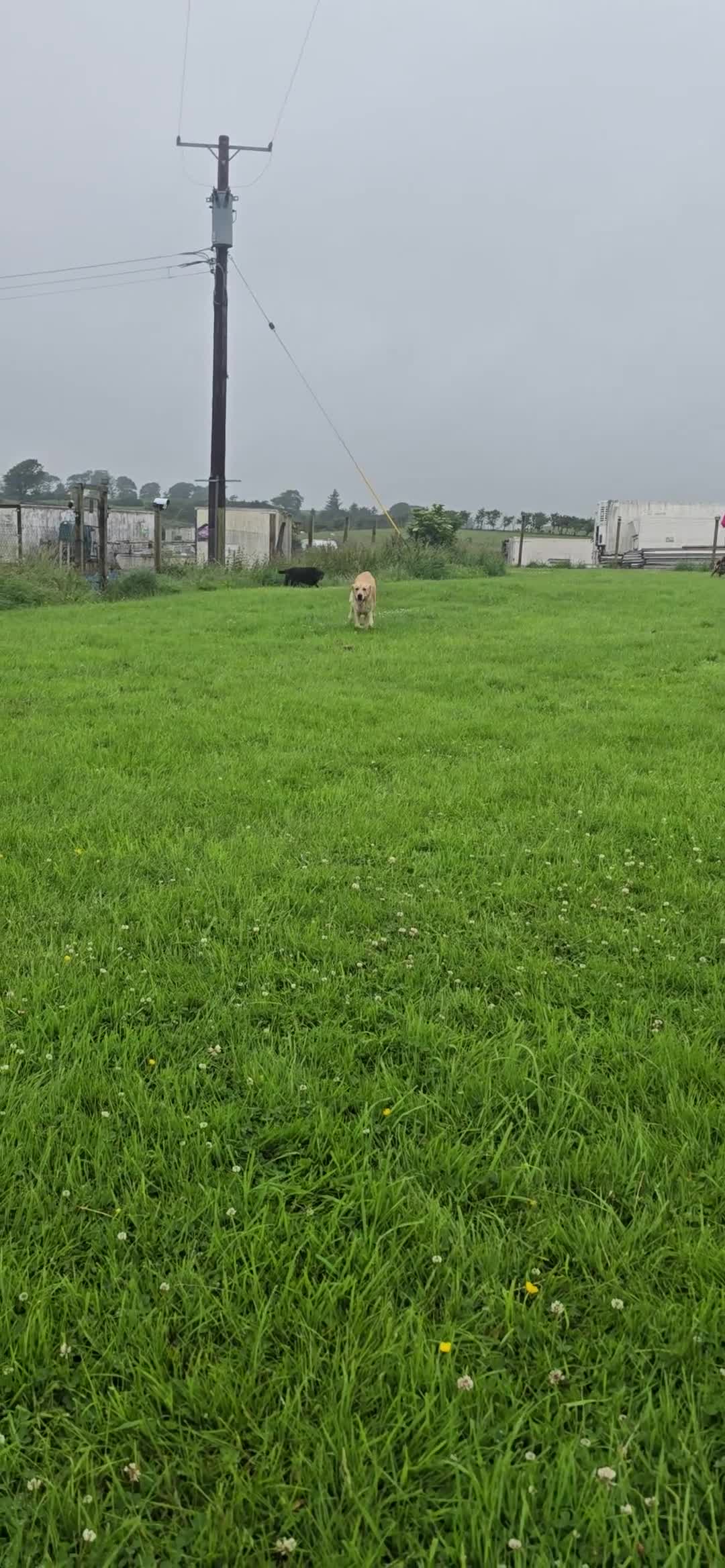 Golden Retriever dogs for stud: Golden Retriever Stud-Meet Hamish - Video 1