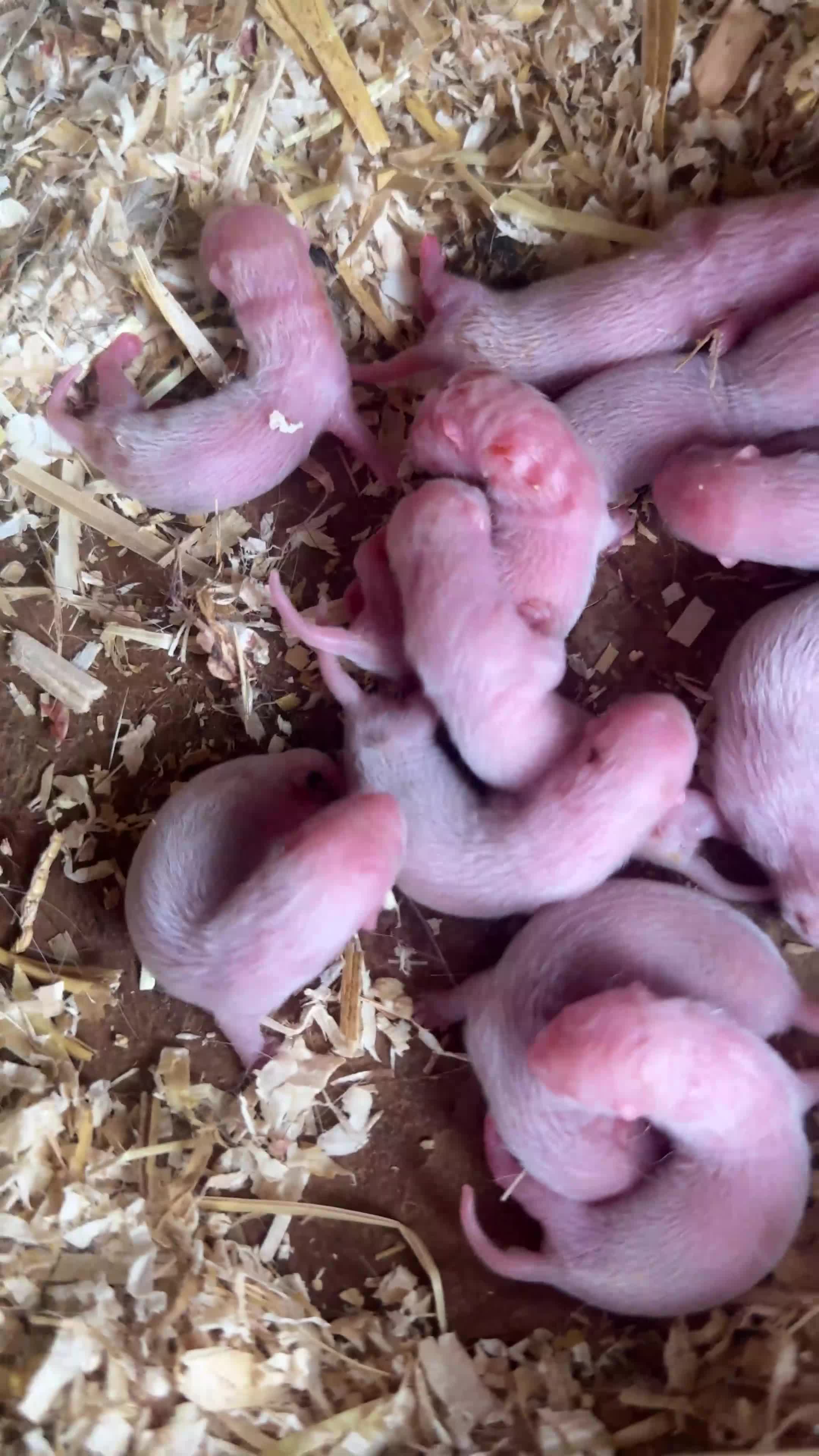 Ferret rodents for sale: Ferret Kits 2026 in Liverpool - Video 2