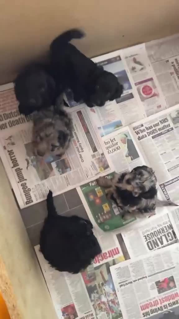 Cockapoo dogs for sale: Beautiful F1b cockapoo puppies  - Video 2