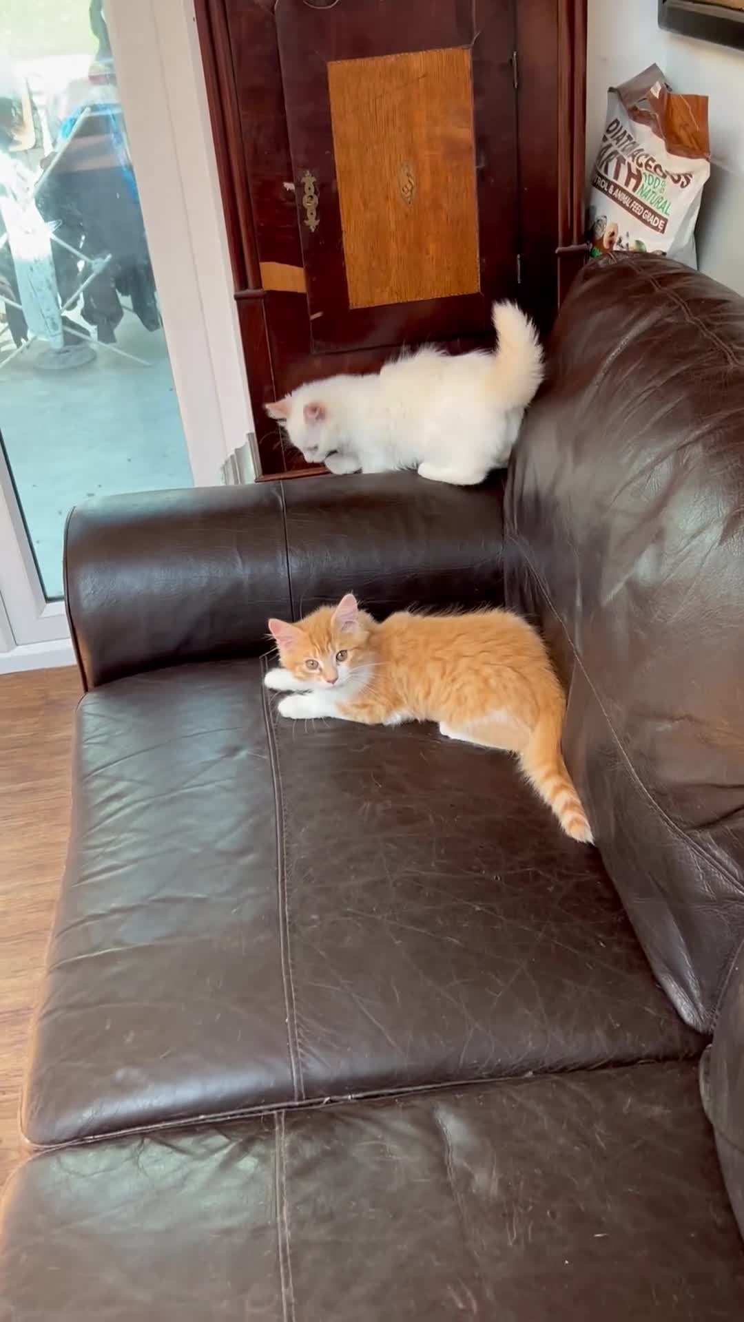 Ragdoll cats for sale: Ragdoll x kittens - Video 1