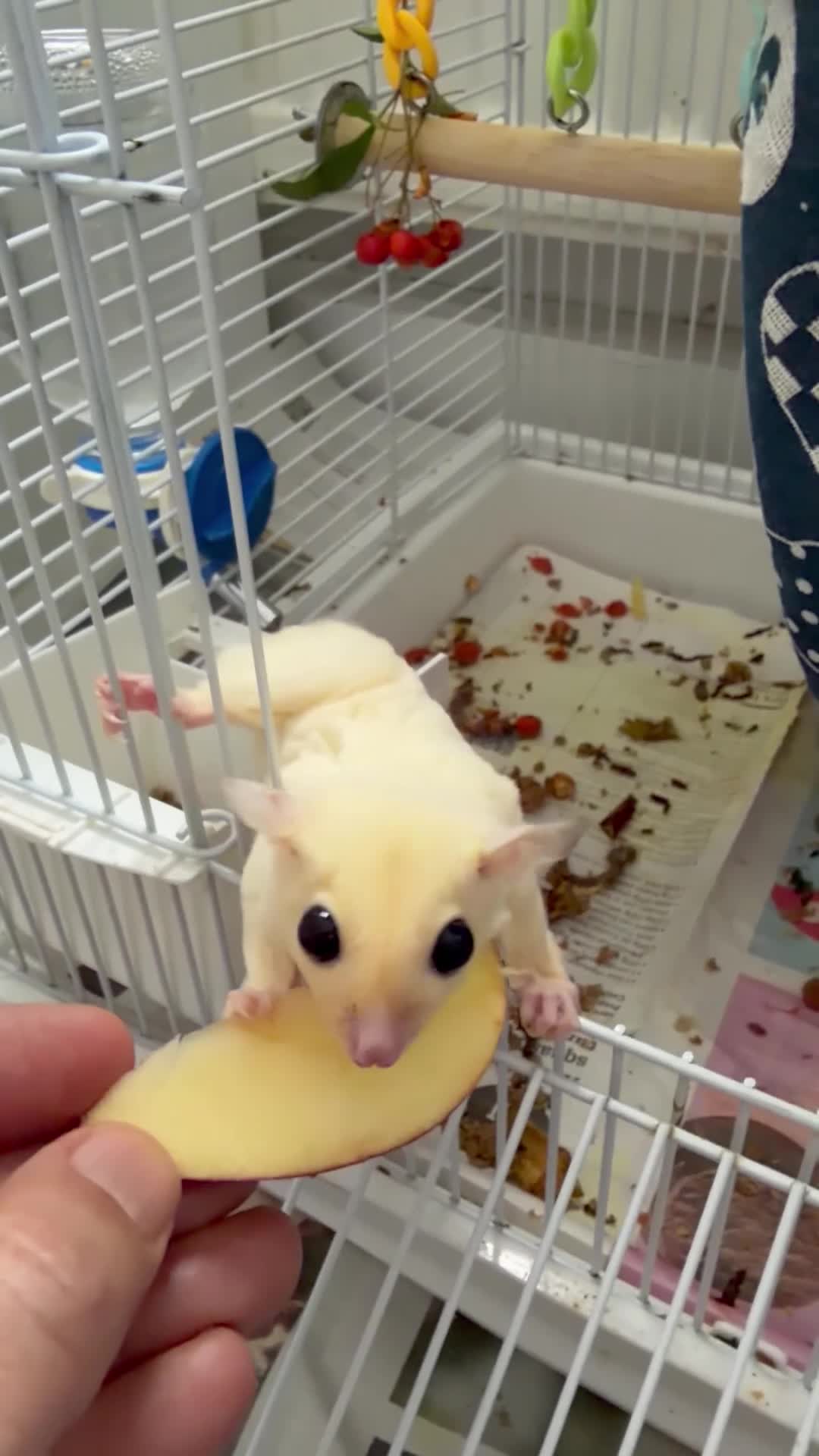 Sugar Glider rodents for sale: White and grey sugar glider - Video 1