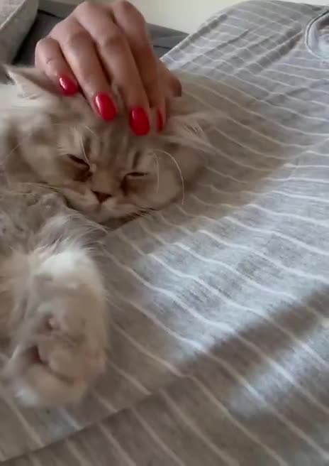 British Longhair cats for sale: Two gorgeous lilac British longhair  - Video 1