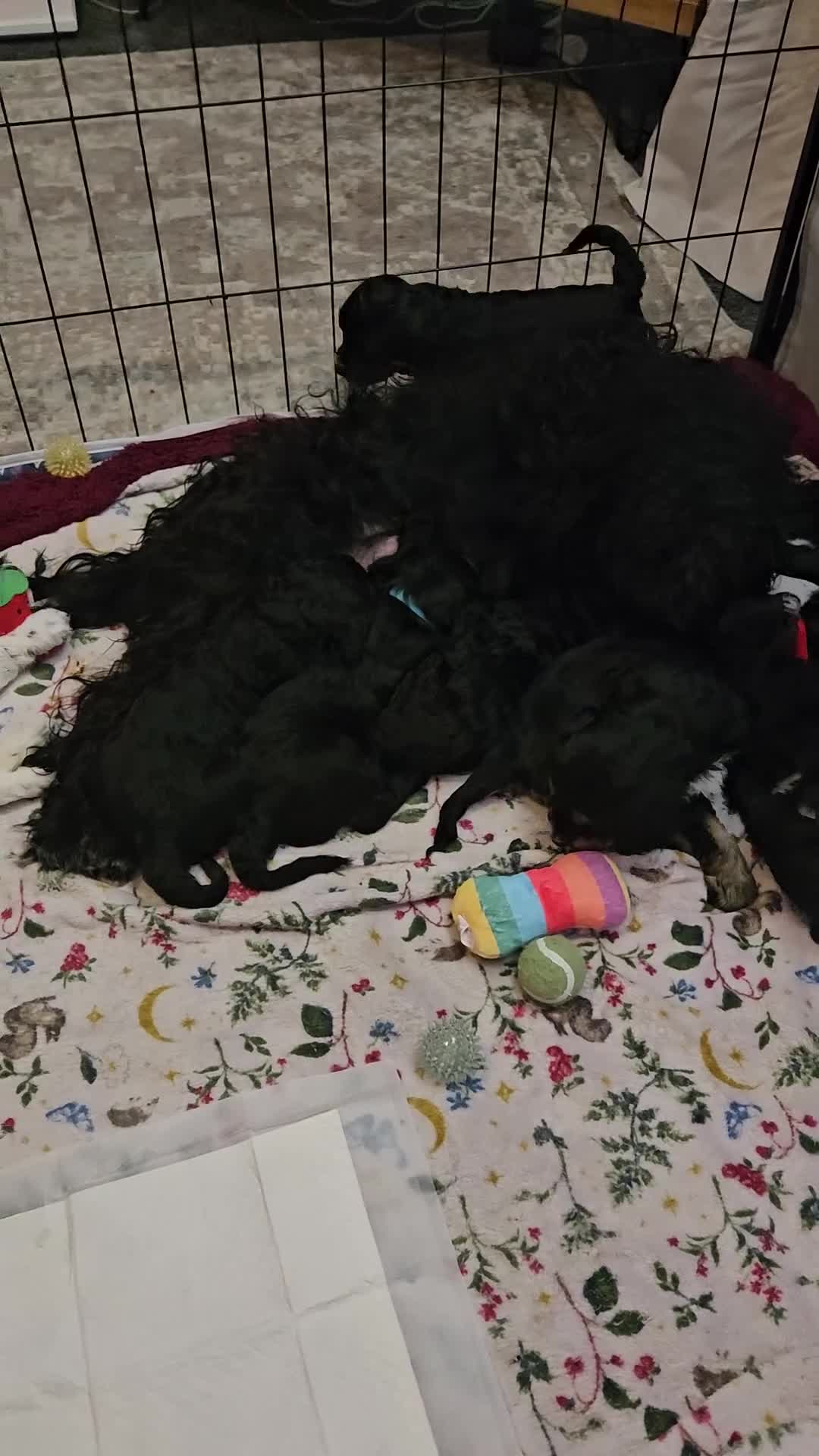 Mixed Breed dogs for sale: Bundles of love ❤️ and fun!! - Video 1