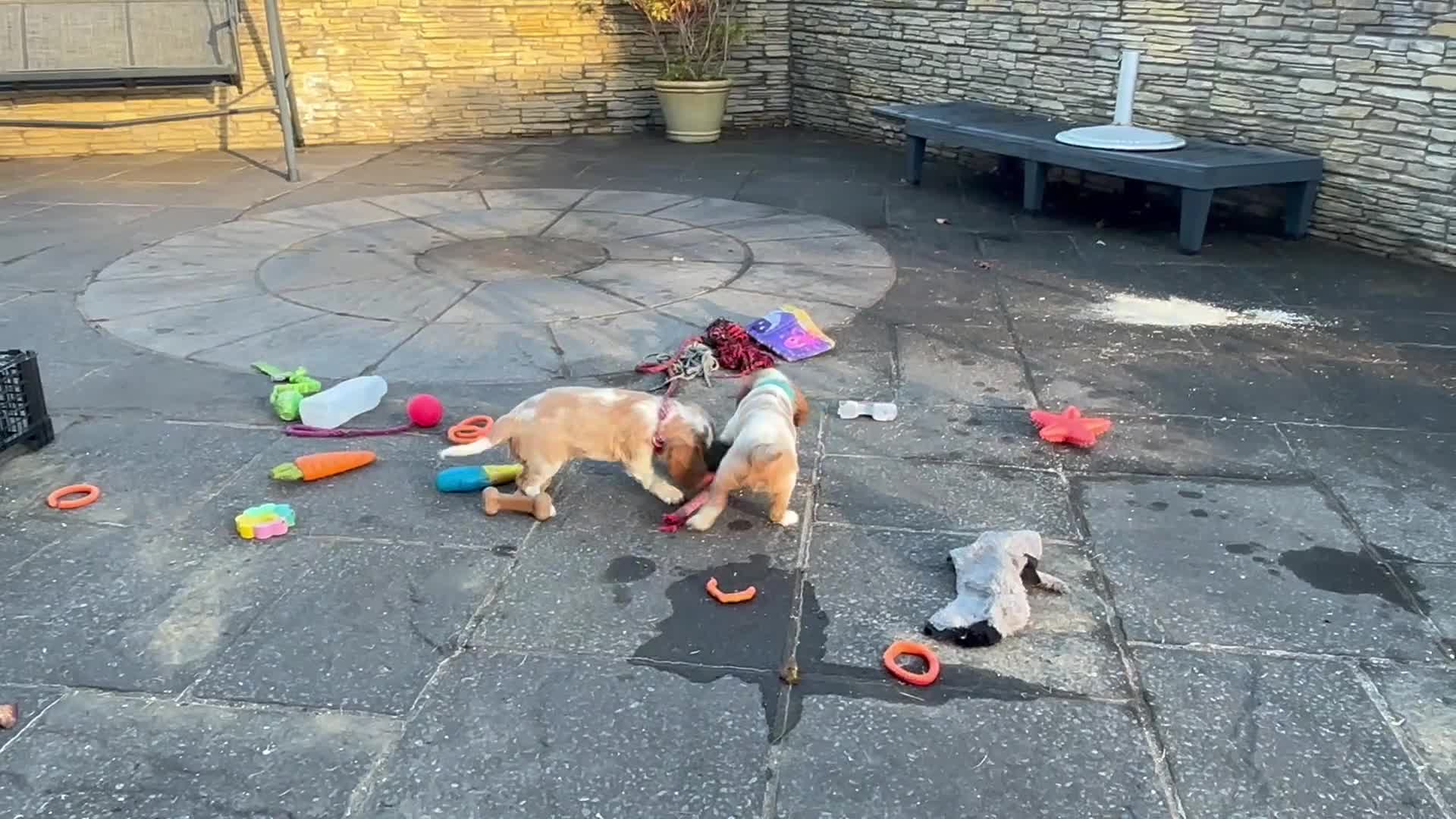 Cavalier King Charles Spaniel dogs for sale: Cavalier King Charles  - Video 3