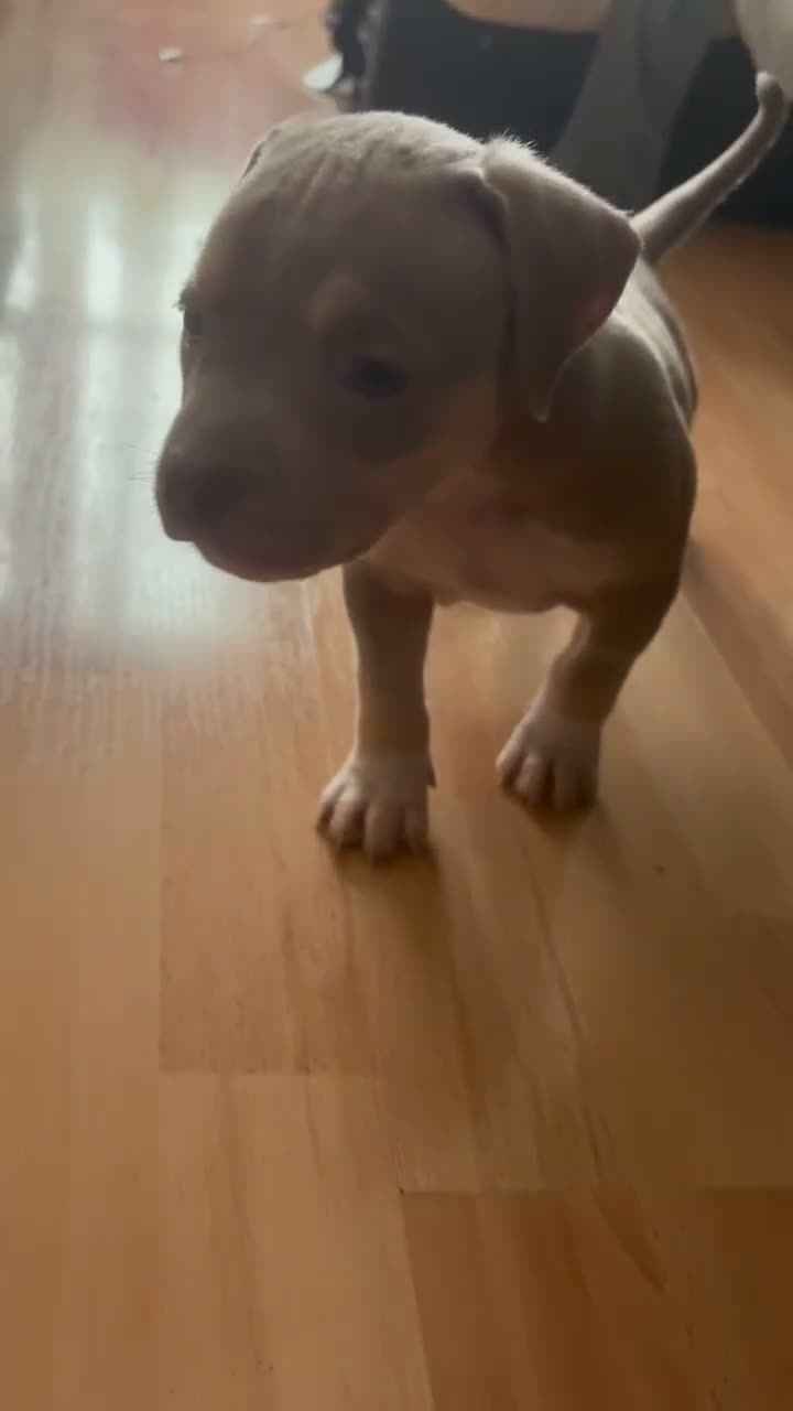 American Bully dogs for sale: Stunning American bully puppies for sale  - Video 1