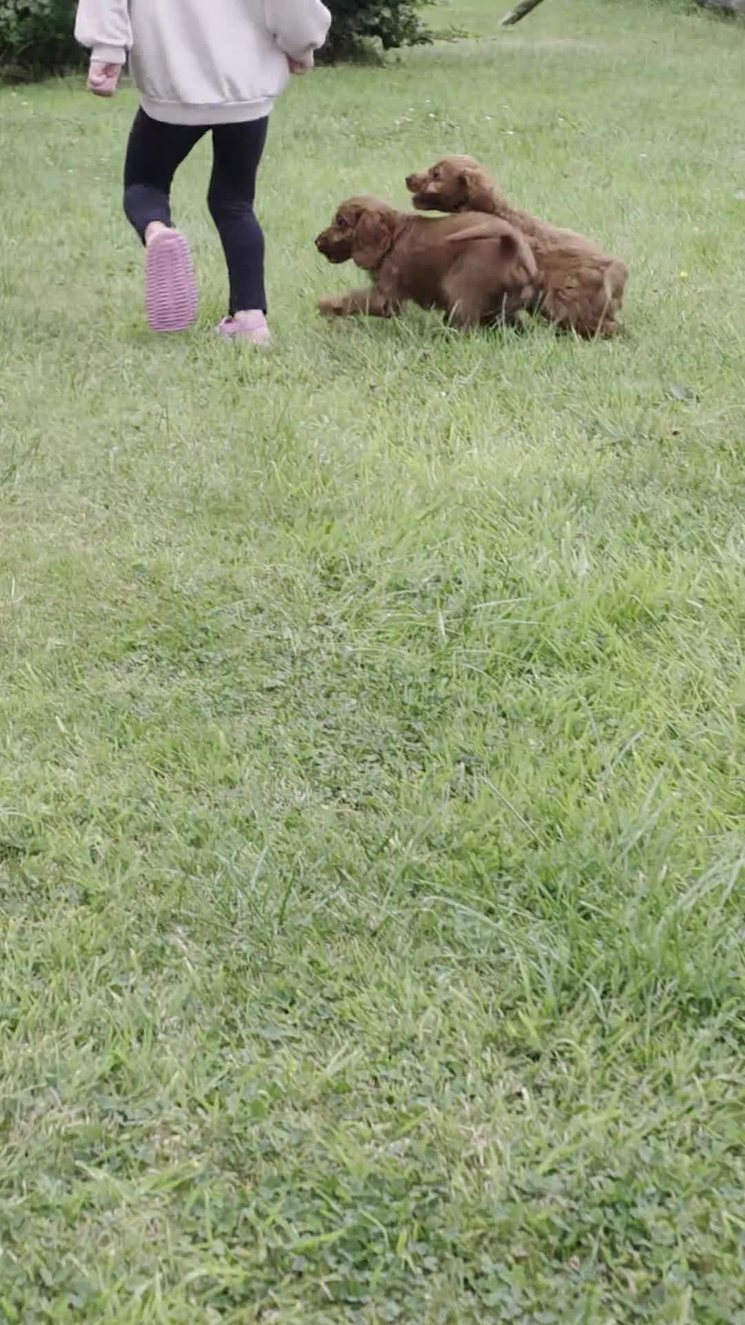 Cockapoo dogs for sale: F1 apricot and red Miniature Cockapoo puppies - Video 2
