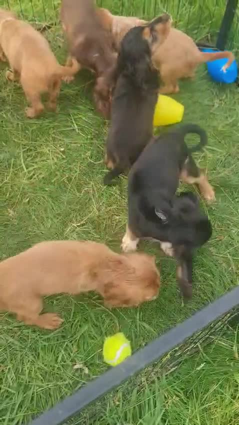 Cocker Spaniel dogs for sale: 6 stunning show Cocker Spaniel puppies  - Video 1