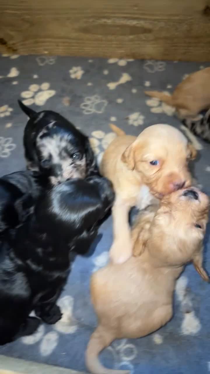 Cockapoo dogs for sale: Cockapoo puppies  - Video 1