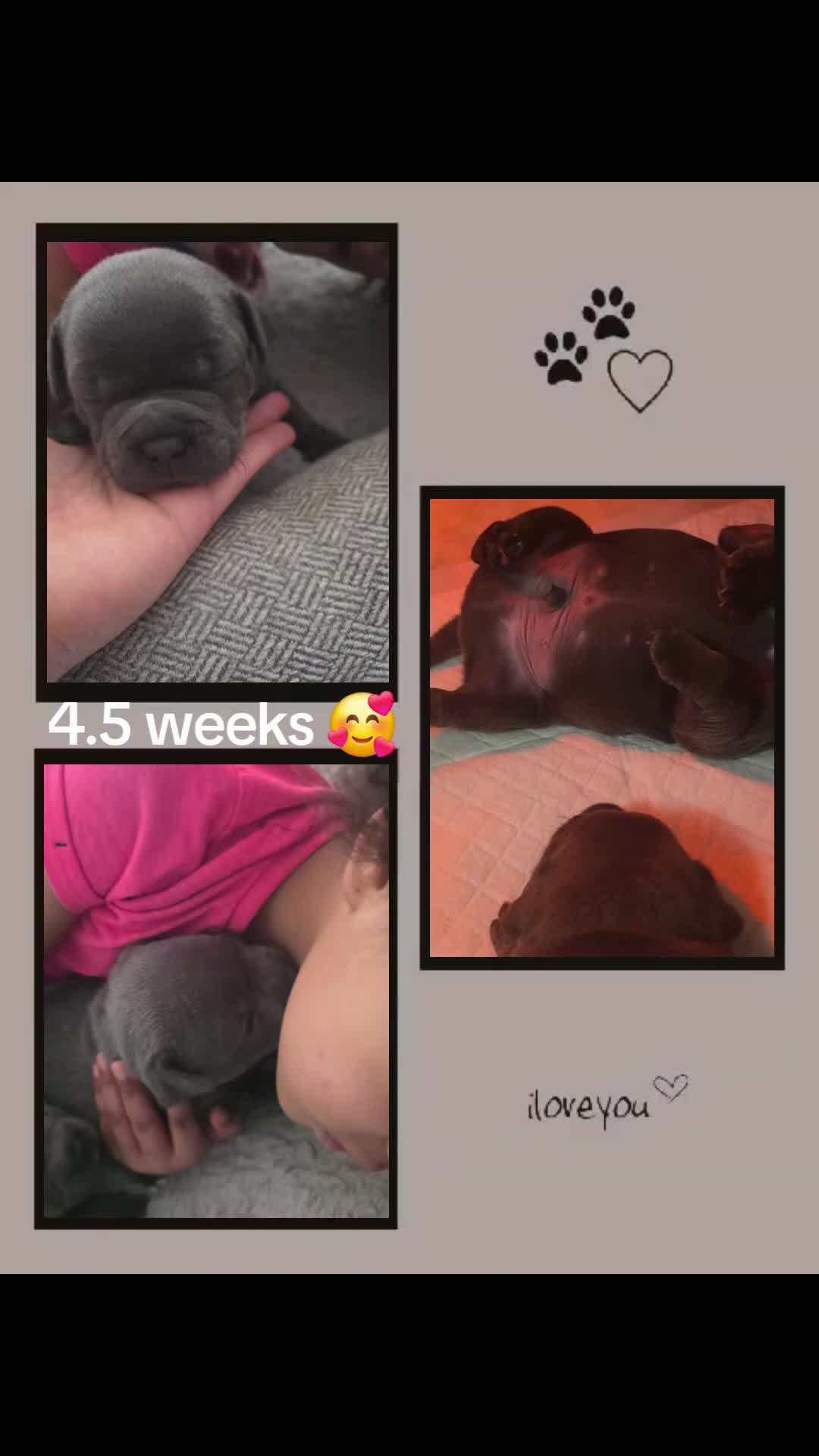 Staffordshire Bull Terrier dogs for sale: KC Reg. Staffordshire Bull Terrier  1Boy & 1Girl  - Video 2