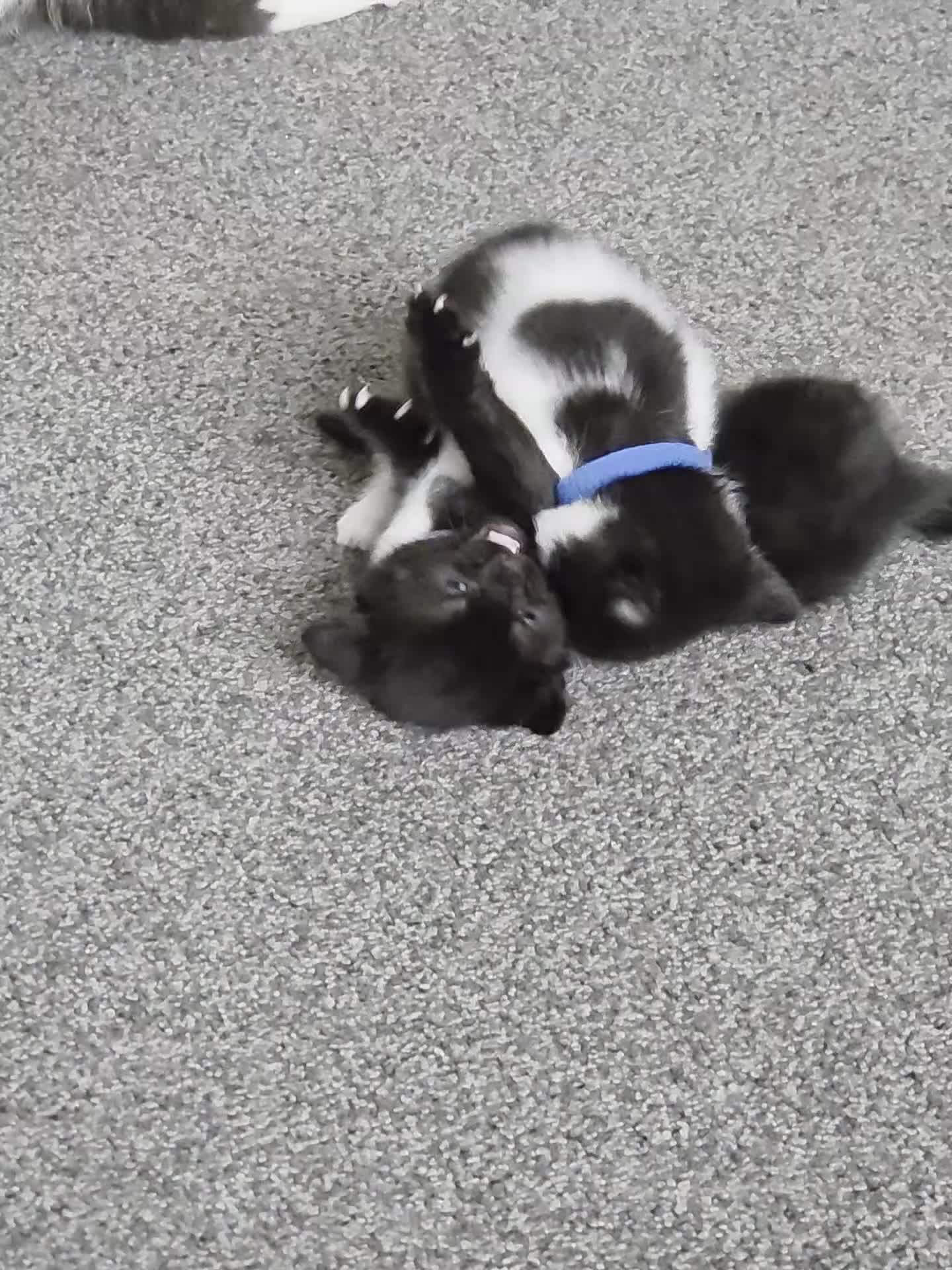 Mixed Breed cats for sale: Lovely kittens in Northampton - Video 1