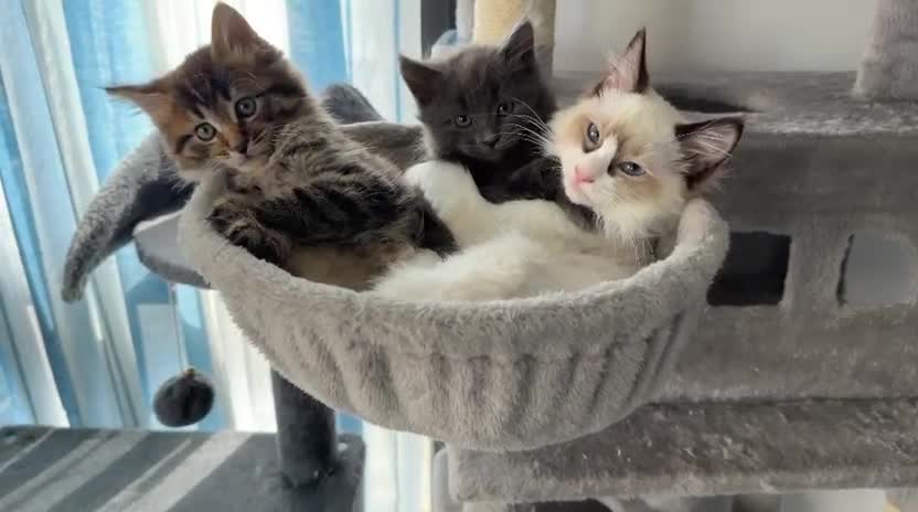 Maine Coon cats for sale: Gorgeous maincoon max very lovely kittens in Wembley - Video 1