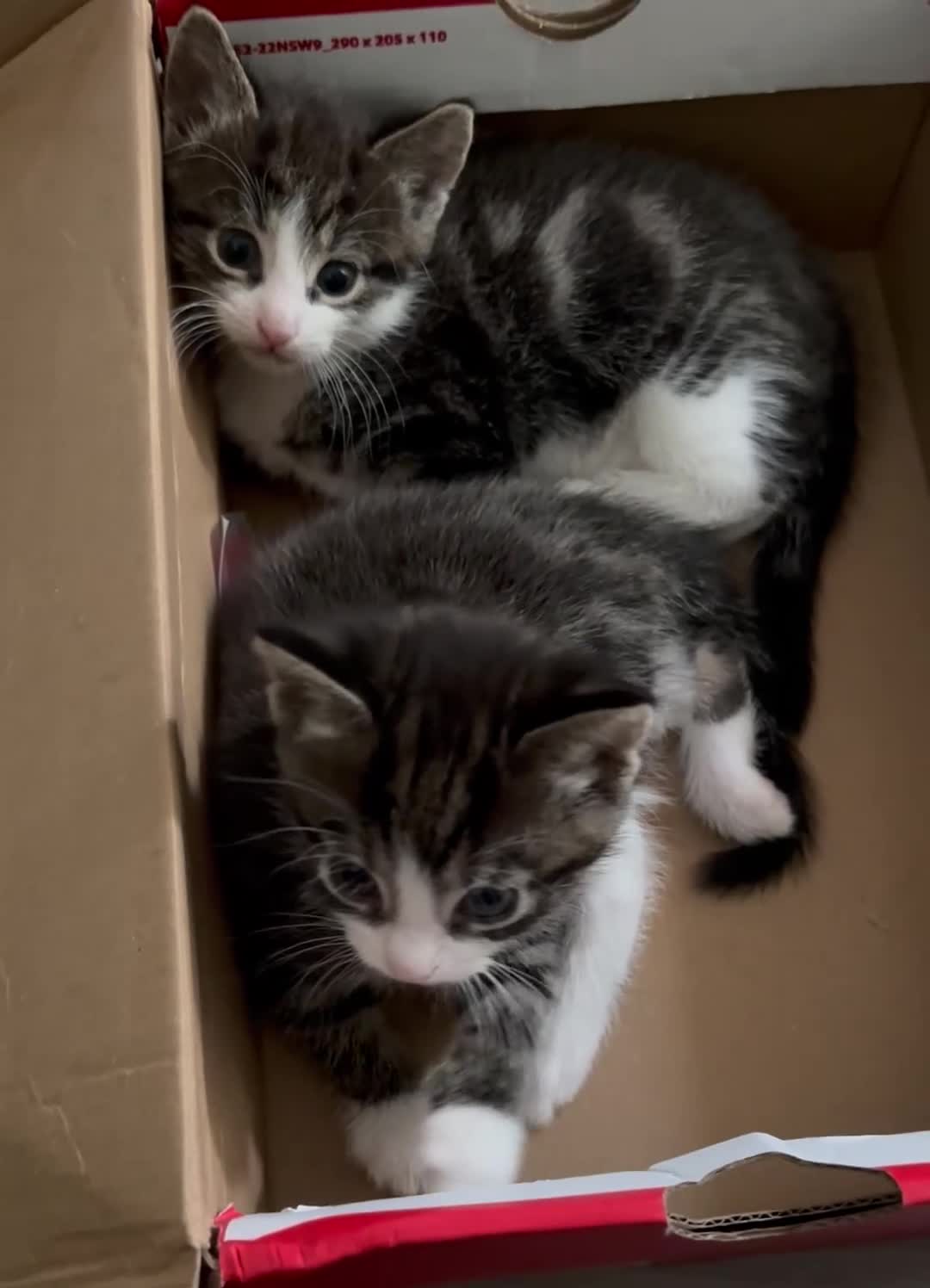 Mixed Breed cats for sale: 5 week old kittens -2 girls and 1 boy  - Video 4