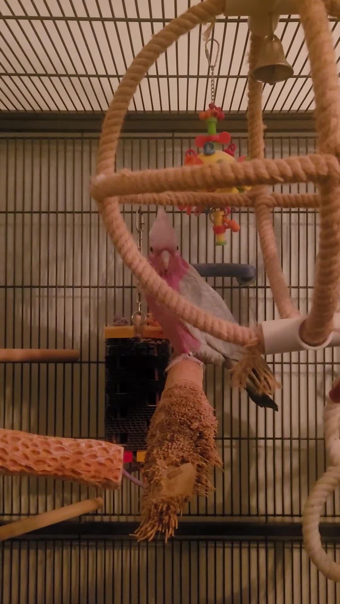 Cockatoo birds for sale: Gala cockatoo - Video 3