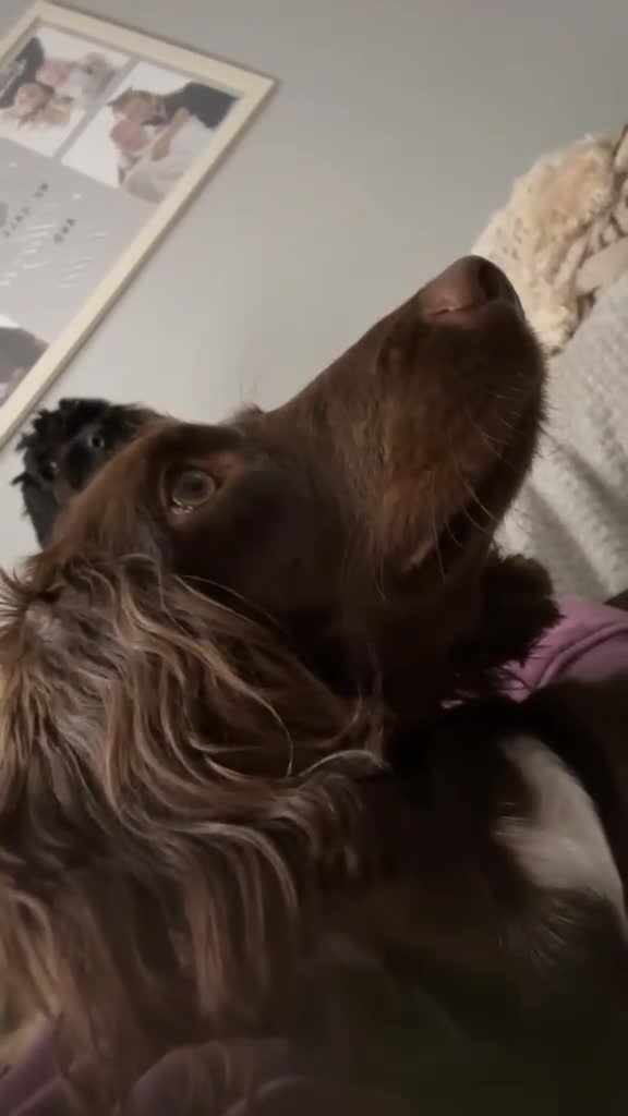Sprocker dogs for sale: Coco bean  in Wigan - Video 1