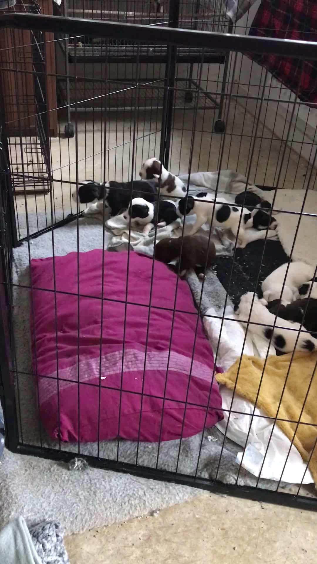Mixed Breed dogs for sale: Border collie x Cockapoo  - Video 2