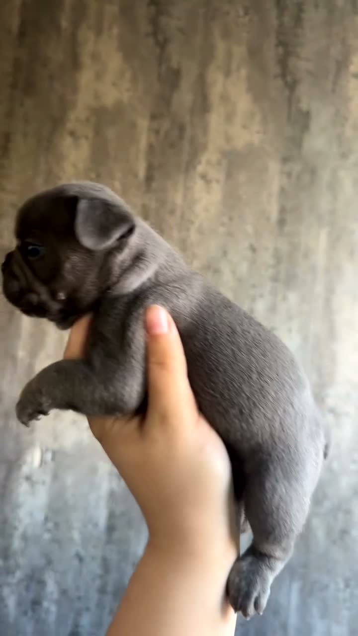 French Bulldog dogs for sale: French bulldog puppies  - Video 2