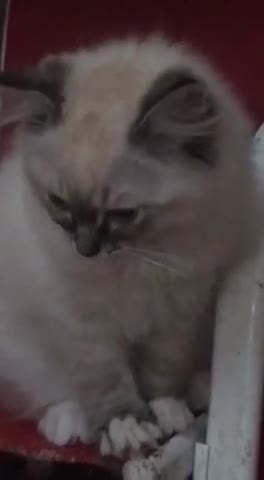 Ragdoll cats for sale:  Ragdoll  Kittens HCM and PKD clear. Ready Now - Video 5
