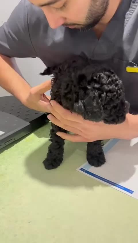 Toy Poodle dogs for sale: ADORABLE ‘ALBERT’ *TOY POODLE*BOY*PUP ready now - Video 1