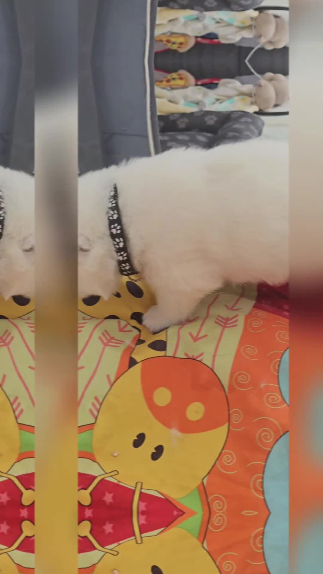 Samoyed dogs for sale: 2wonderful, purebred boys. (For therapy dogs) - Video 2