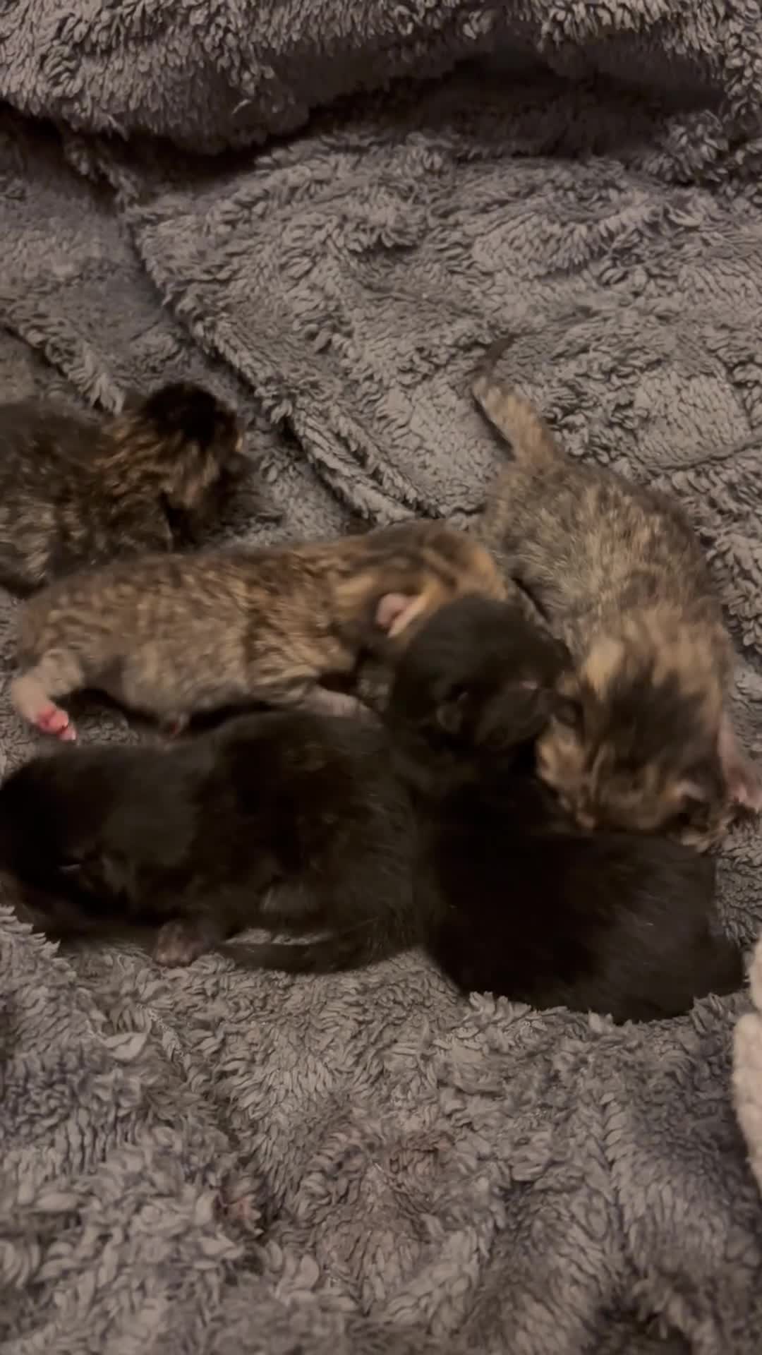 Domestic Shorthair cats for sale: Gorgeous Tabby and Tortoise Kittens in Blackburn - Video 2