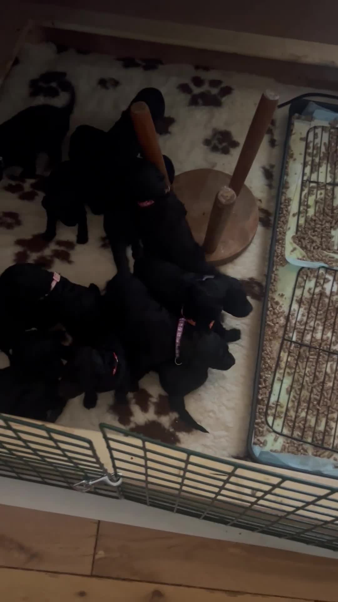 Standard Poodle dogs for sale: Silver & blue KC registered Standard Poodle Boys - Video 5