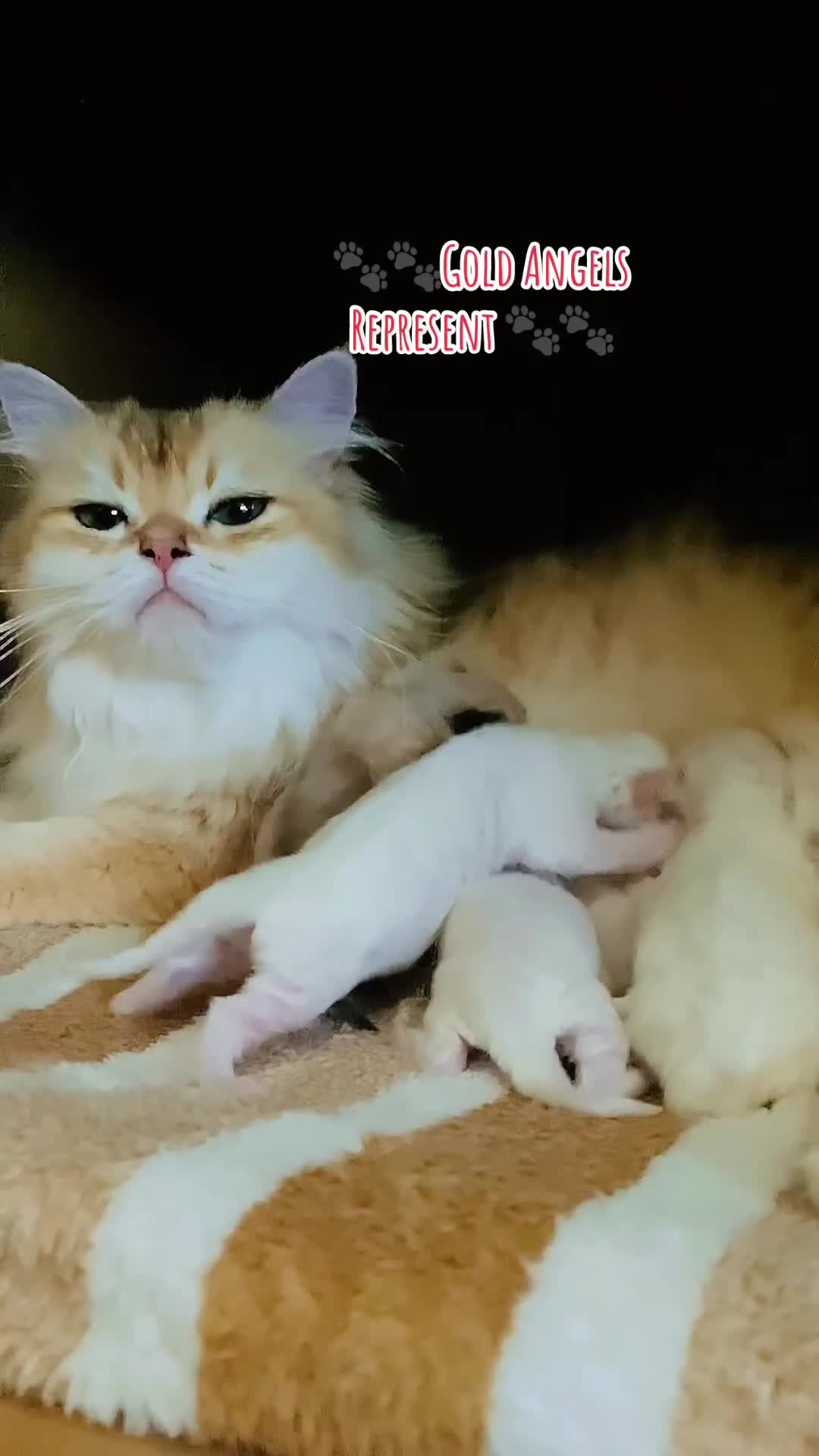 British Longhair cats for sale: 🐾🤩❤️Gold Angels - tiny stars 🐾❤️🐱 - Video 1