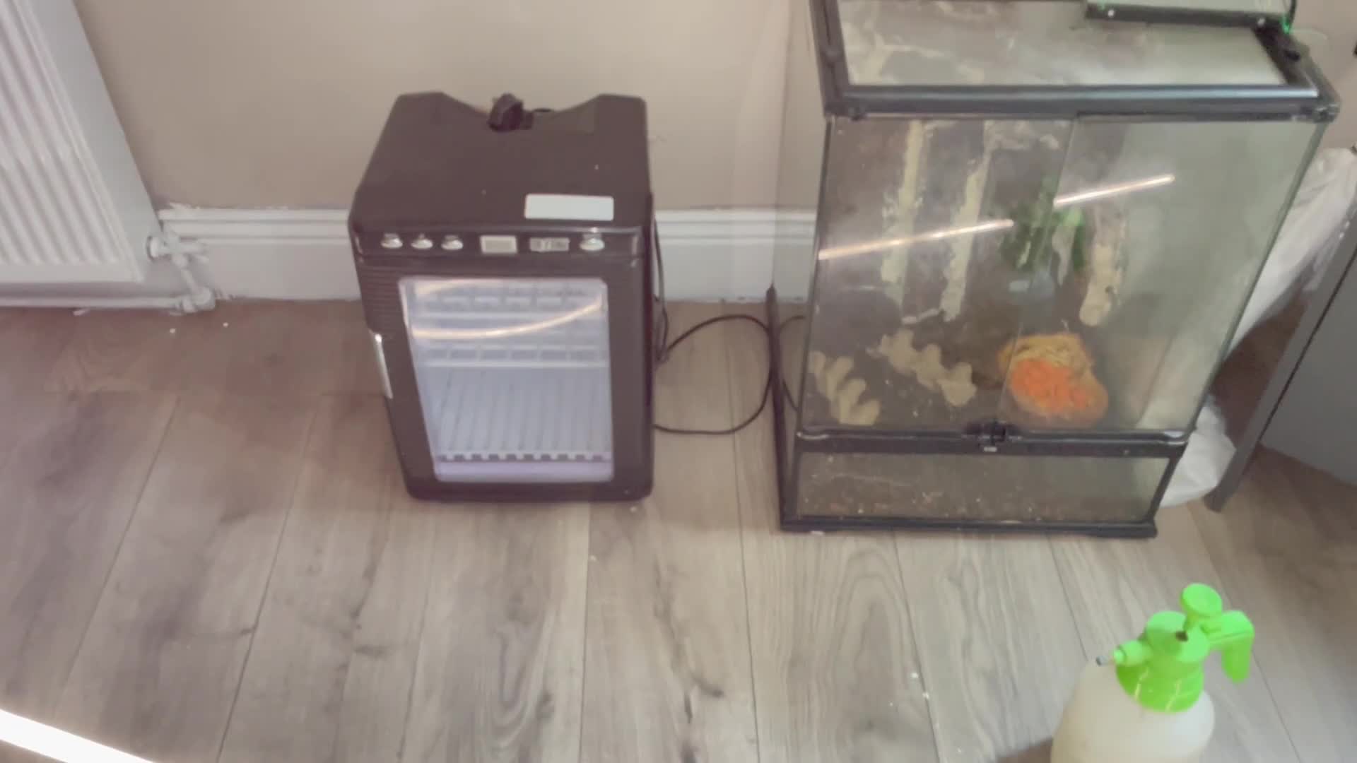 Lizard reptiles for sale: Green keel lizard full set up waterfal - Video 1