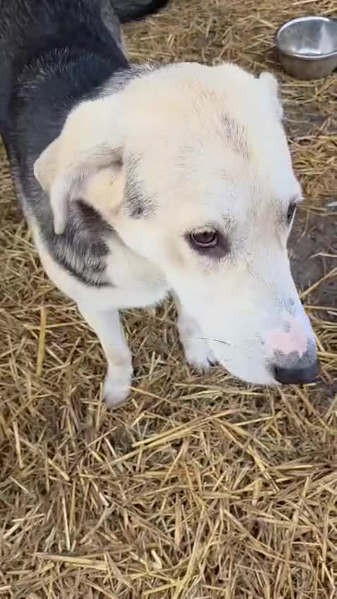 Mixed Breed dogs for adoption: 🐾💛 RICKY – A Handsome Boy for a Loving Home 💛🐾 - Video 2