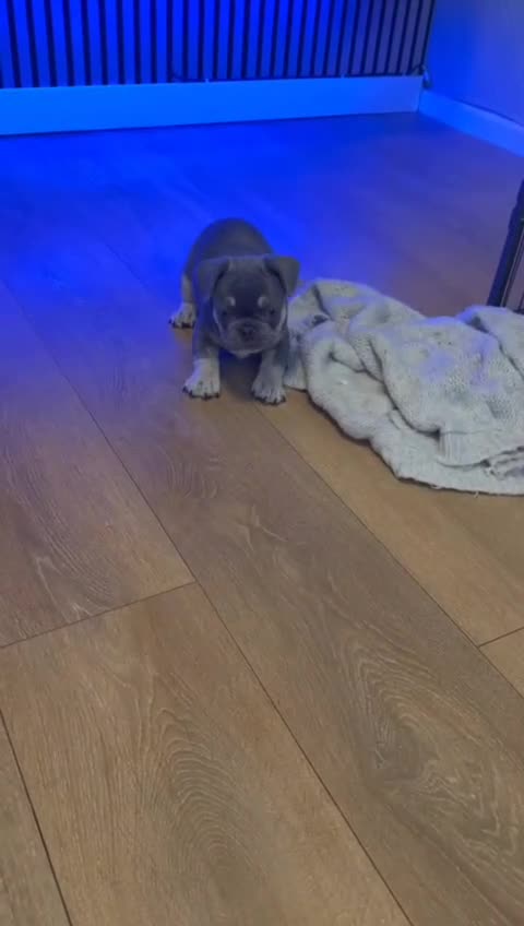French Bulldog dogs for sale: French bull dog female 10 weeks old in Manchester - Video 1
