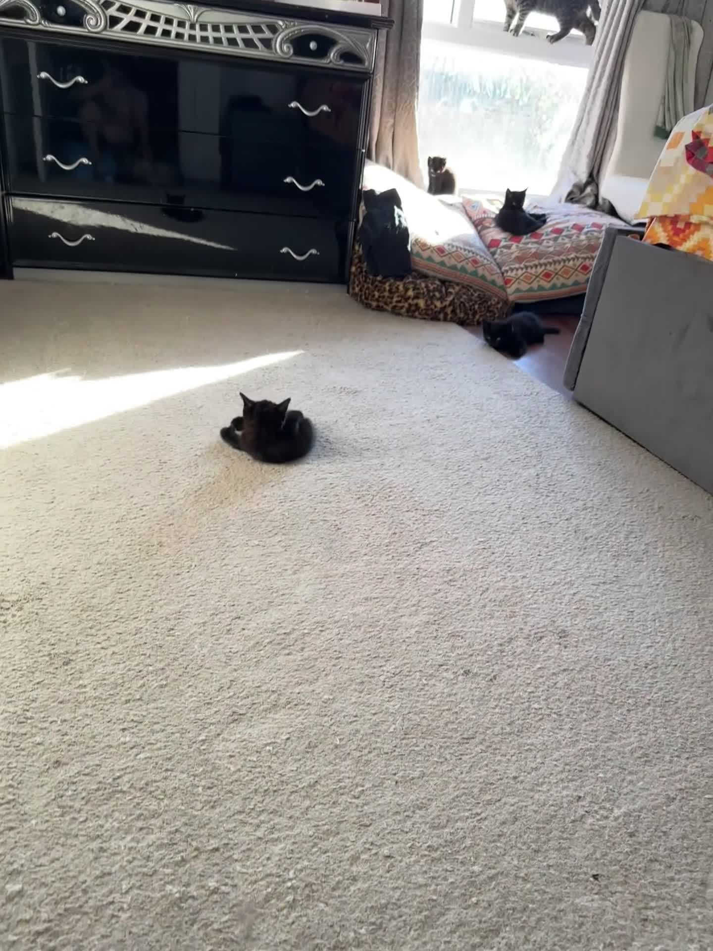 Ragdoll cats for sale: beautiful kittens for sale - Video 1